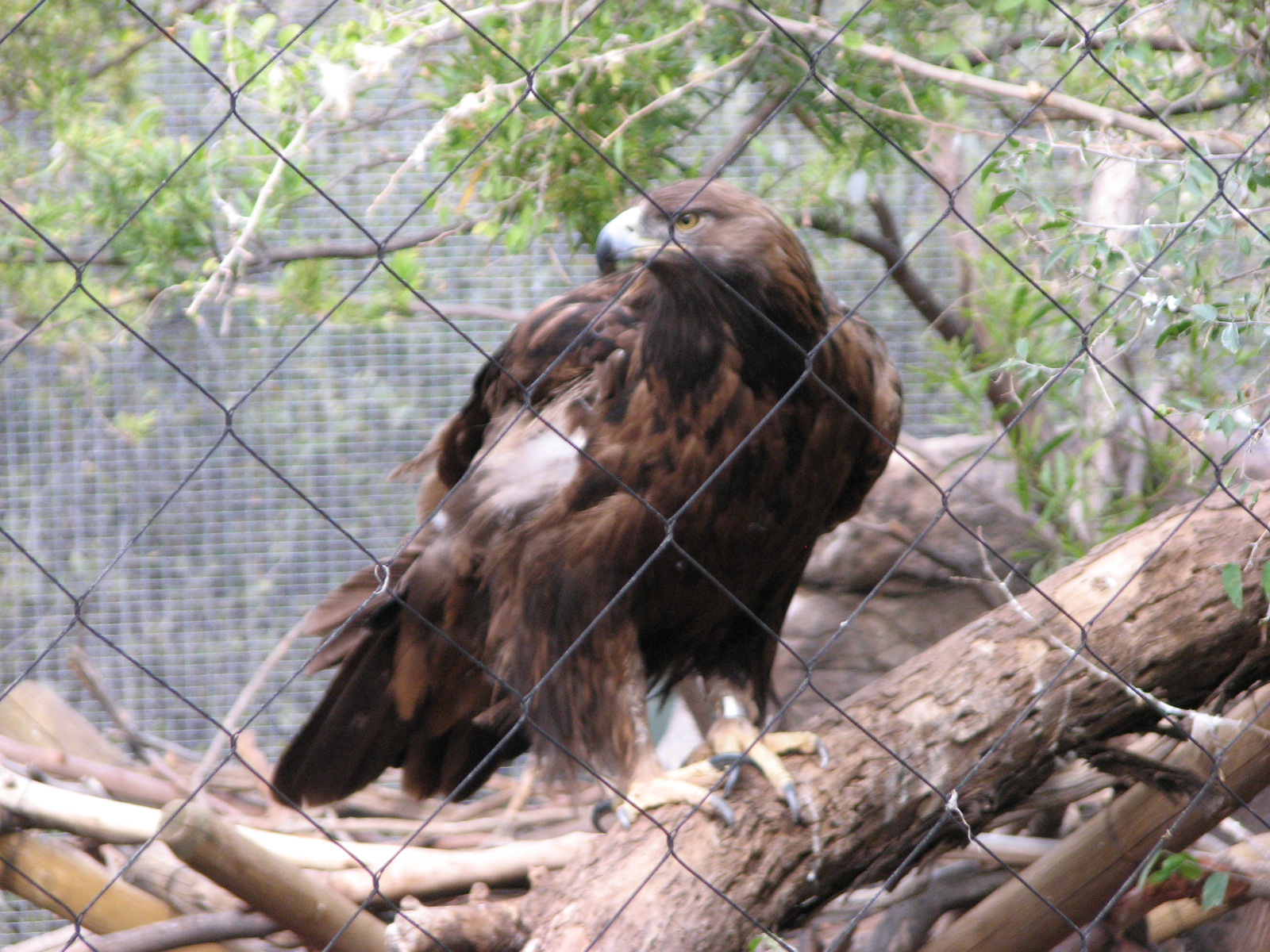 Golden Eagle