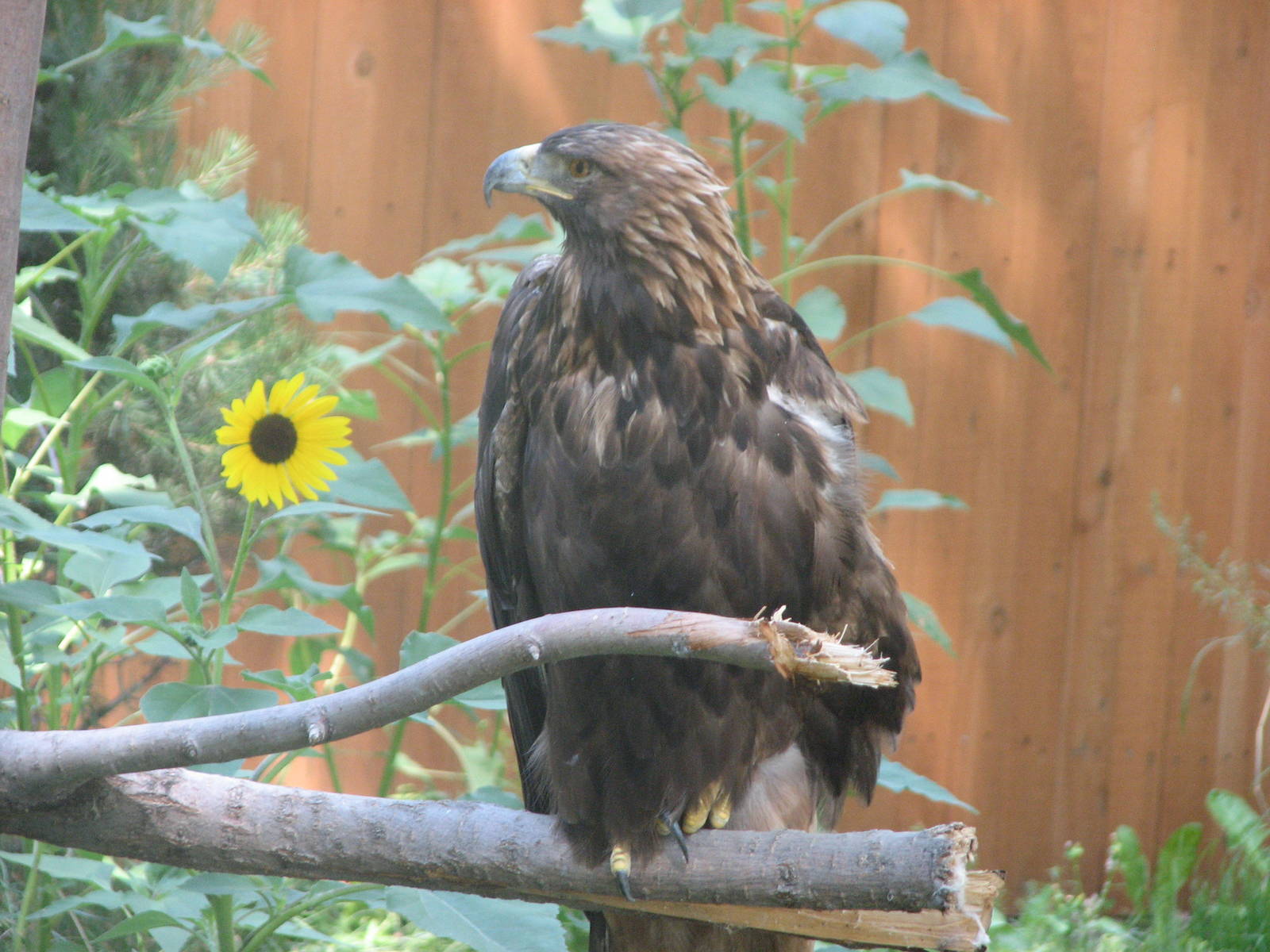 Golden Eagle