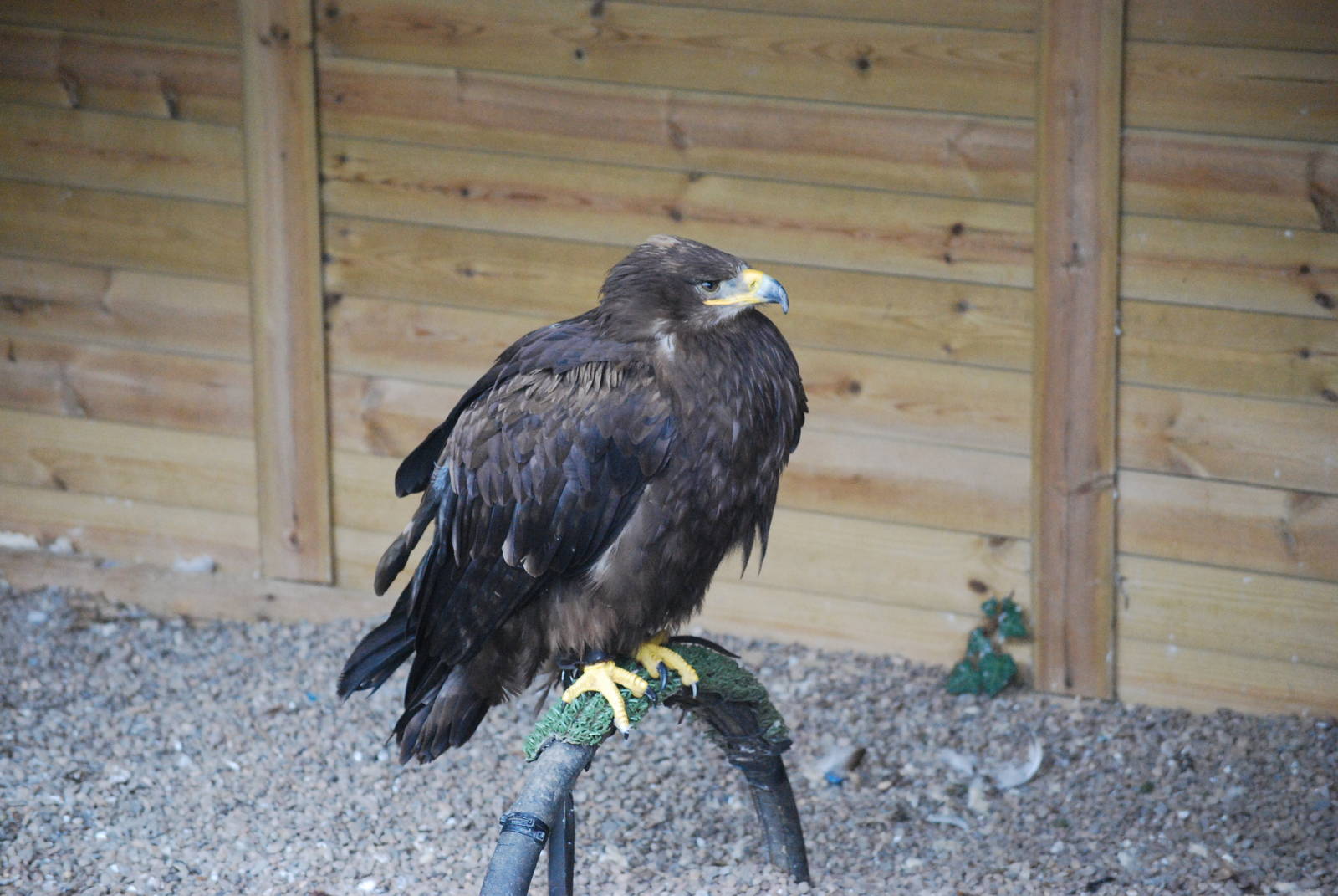 Golden Eagle