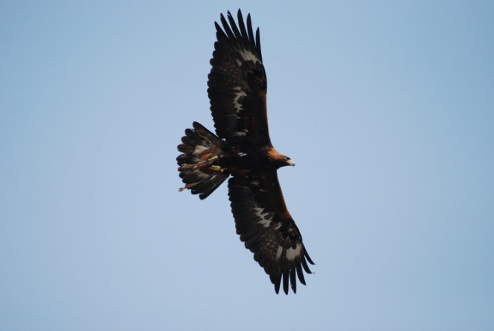 Golden Eagle