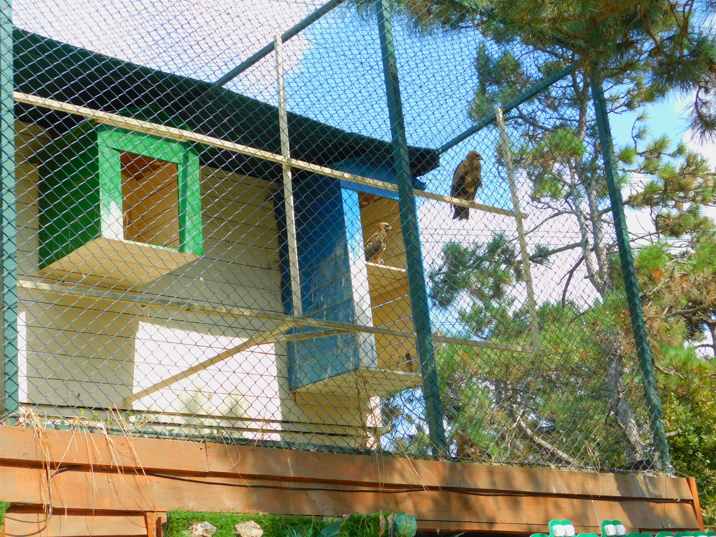 Golden Eagles at Park of Istanbul