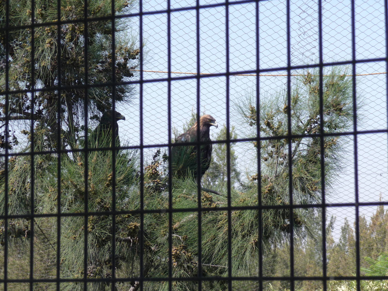 golden eagles zoo leon