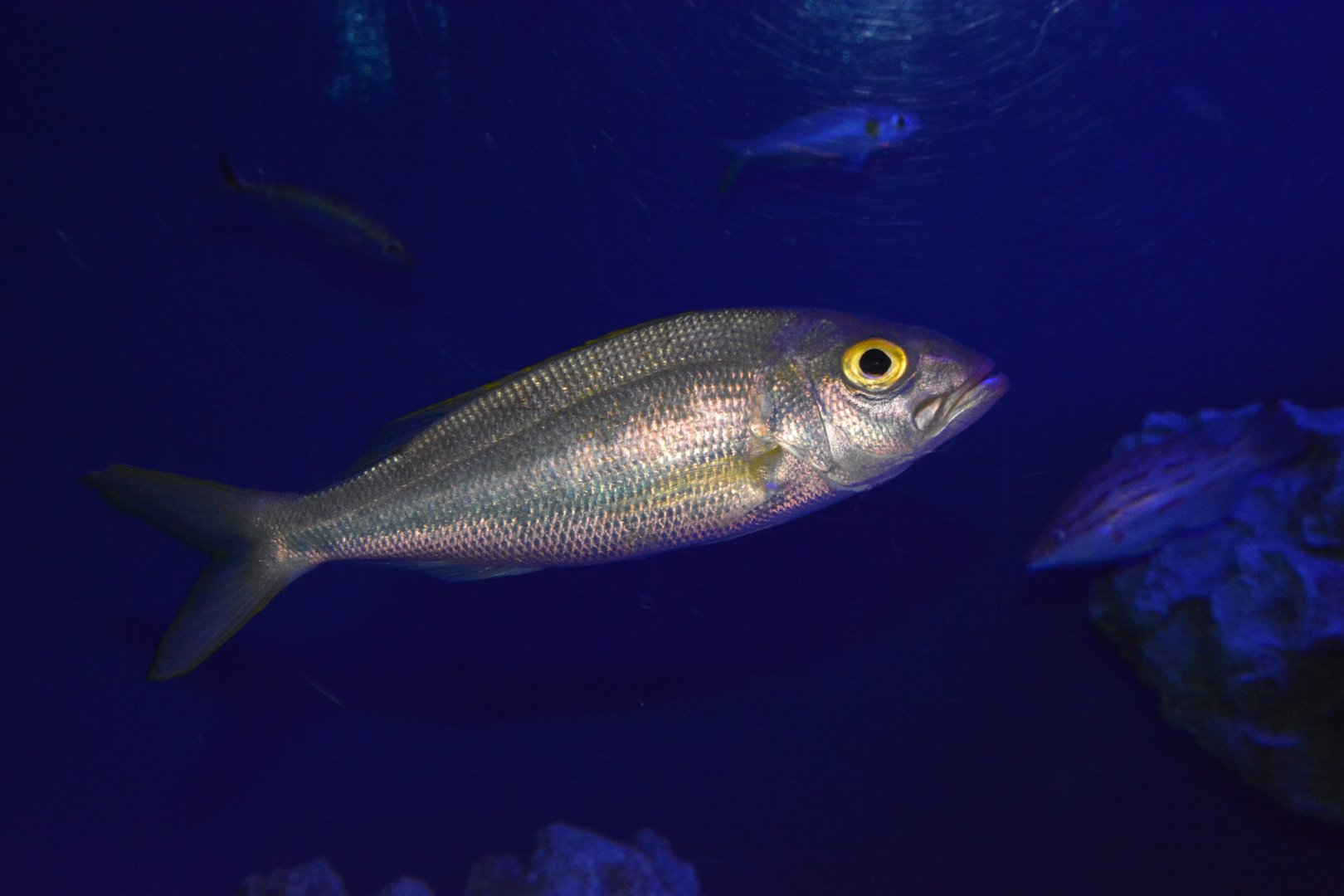 Golden eye jobfish (Pristipomoides flavipinnis)