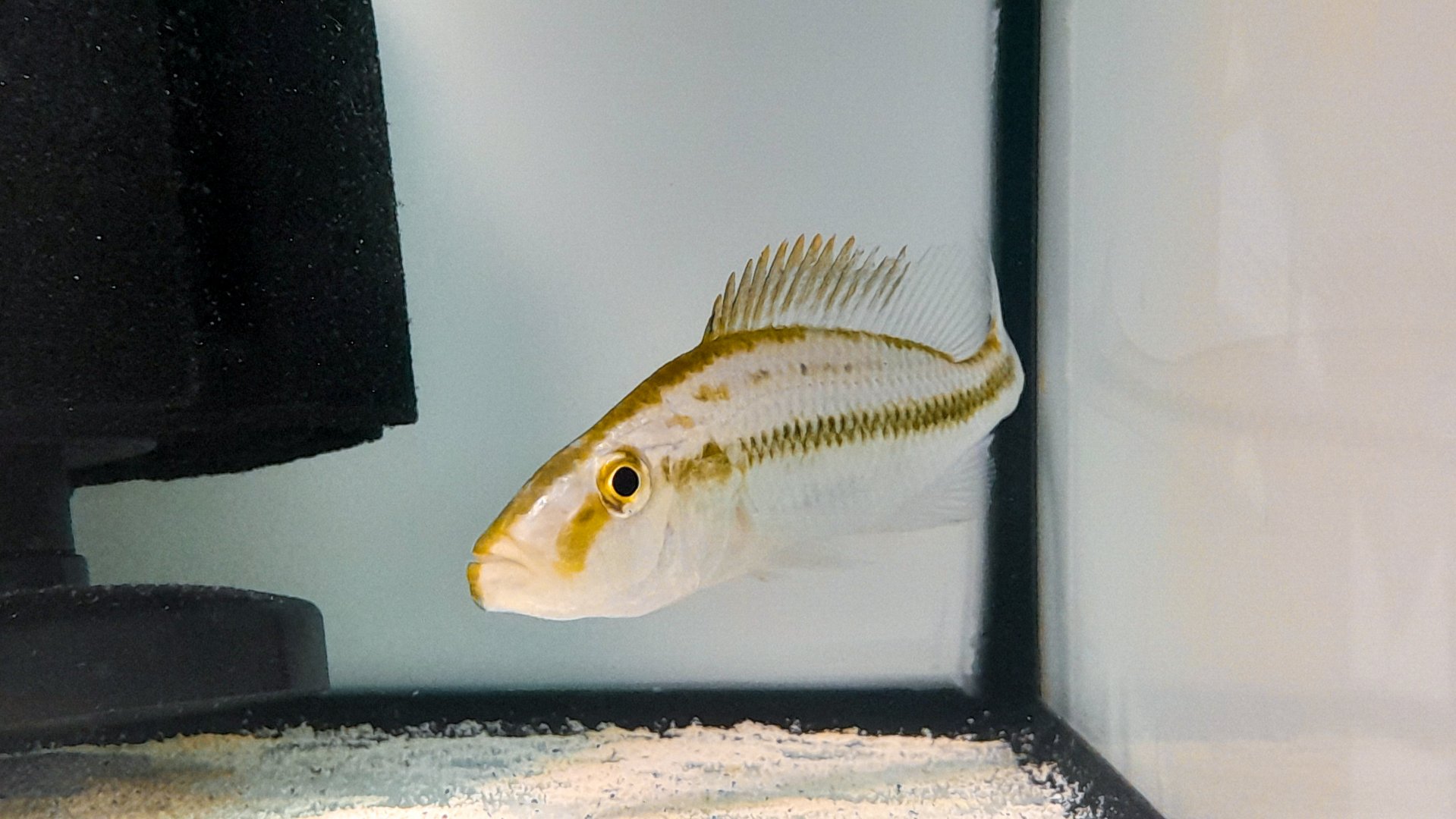 Golden Eyebiter (Dimidiochromis compressiceps 'Chizumulu Island')