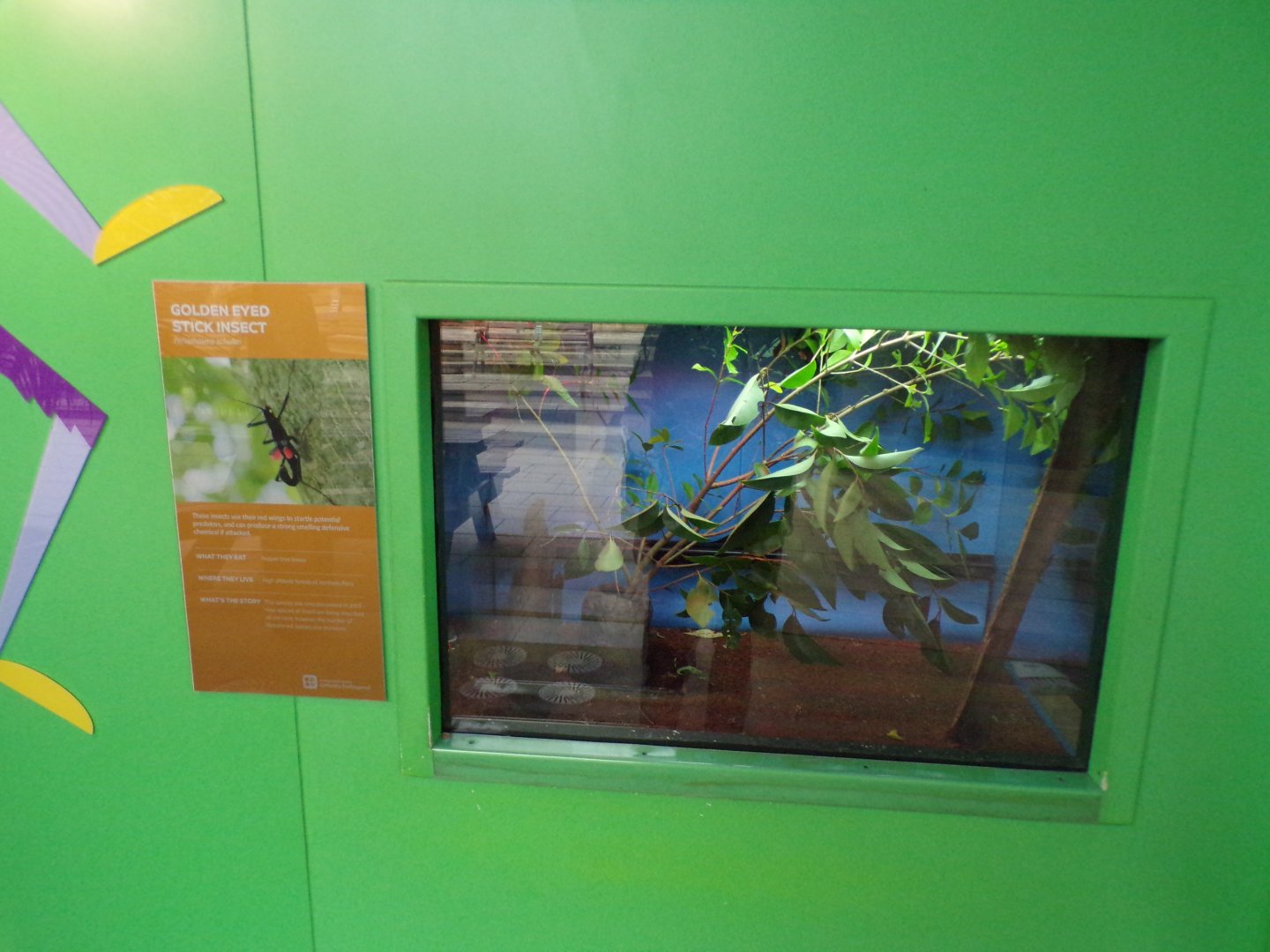 Golden eyed stick insect exhibit 11.2.25