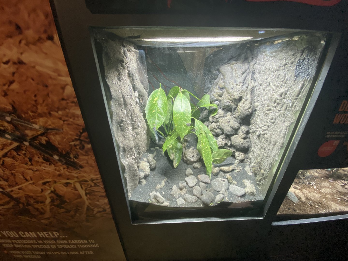 Golden-eyed stick insect exhibit