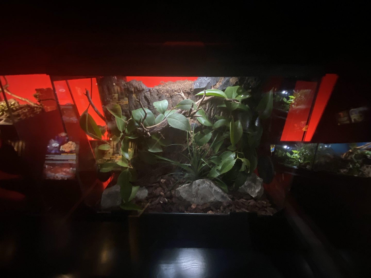 Golden-eyed stick insect exhibit