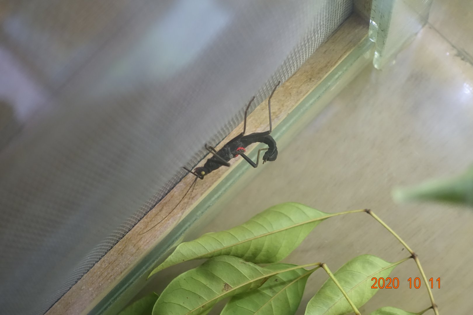 Golden-eyed Stick Insect (Peruphasma schultei)