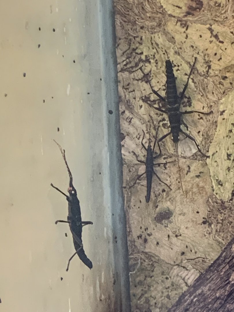 Golden-eyed stick insect