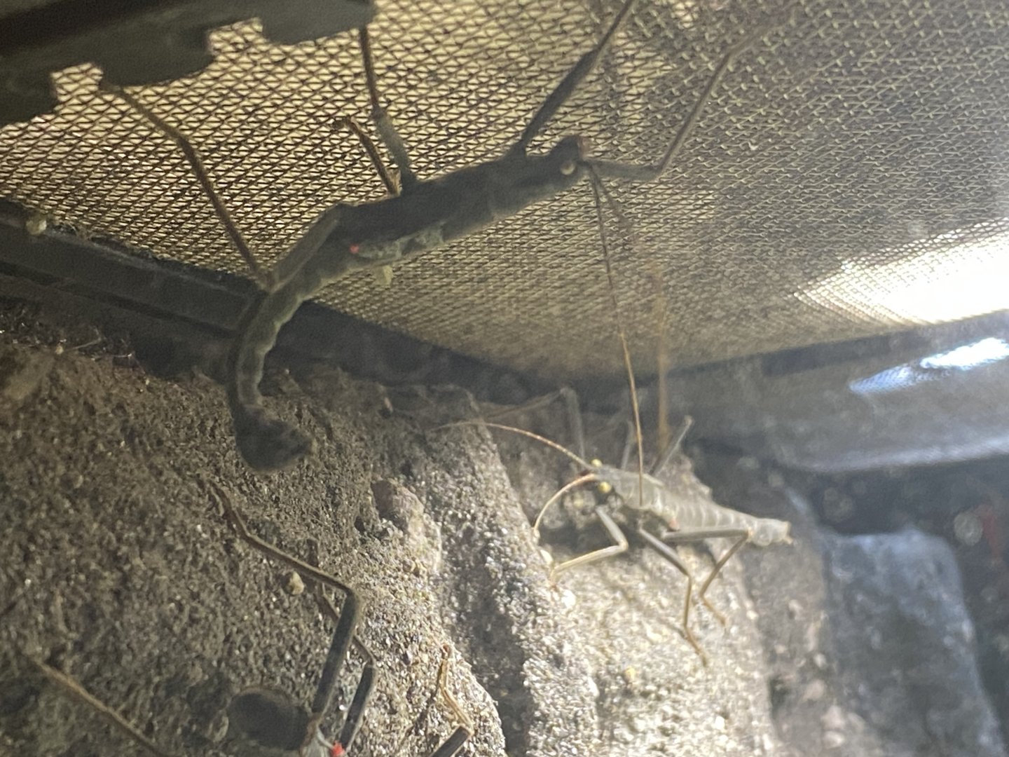 Golden-eyed stick insect