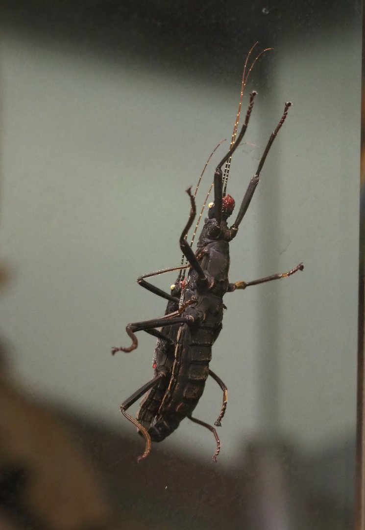 Golden-eyed stick insects (Peruphasma schultei), 2024-02-17