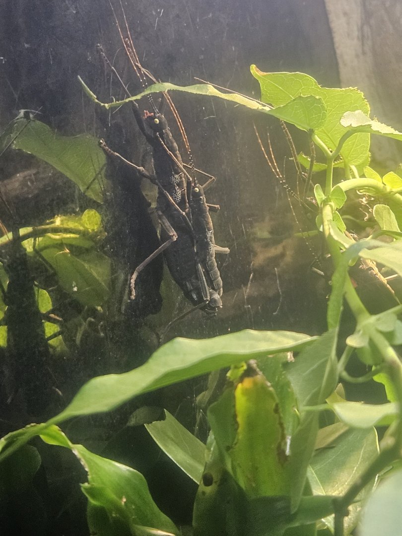 Golden-eyed stick insects