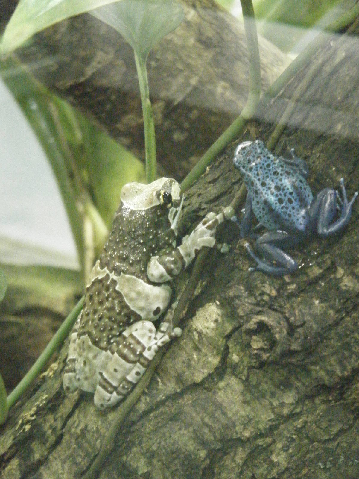 Golden Eyed Tree Frog and Blue Poison Dart Frog
