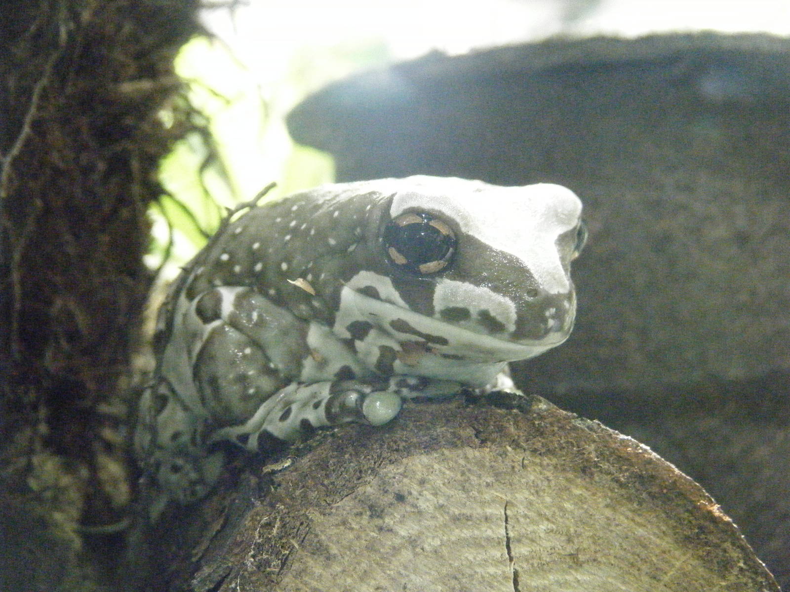 Golden eyed Tree Frog