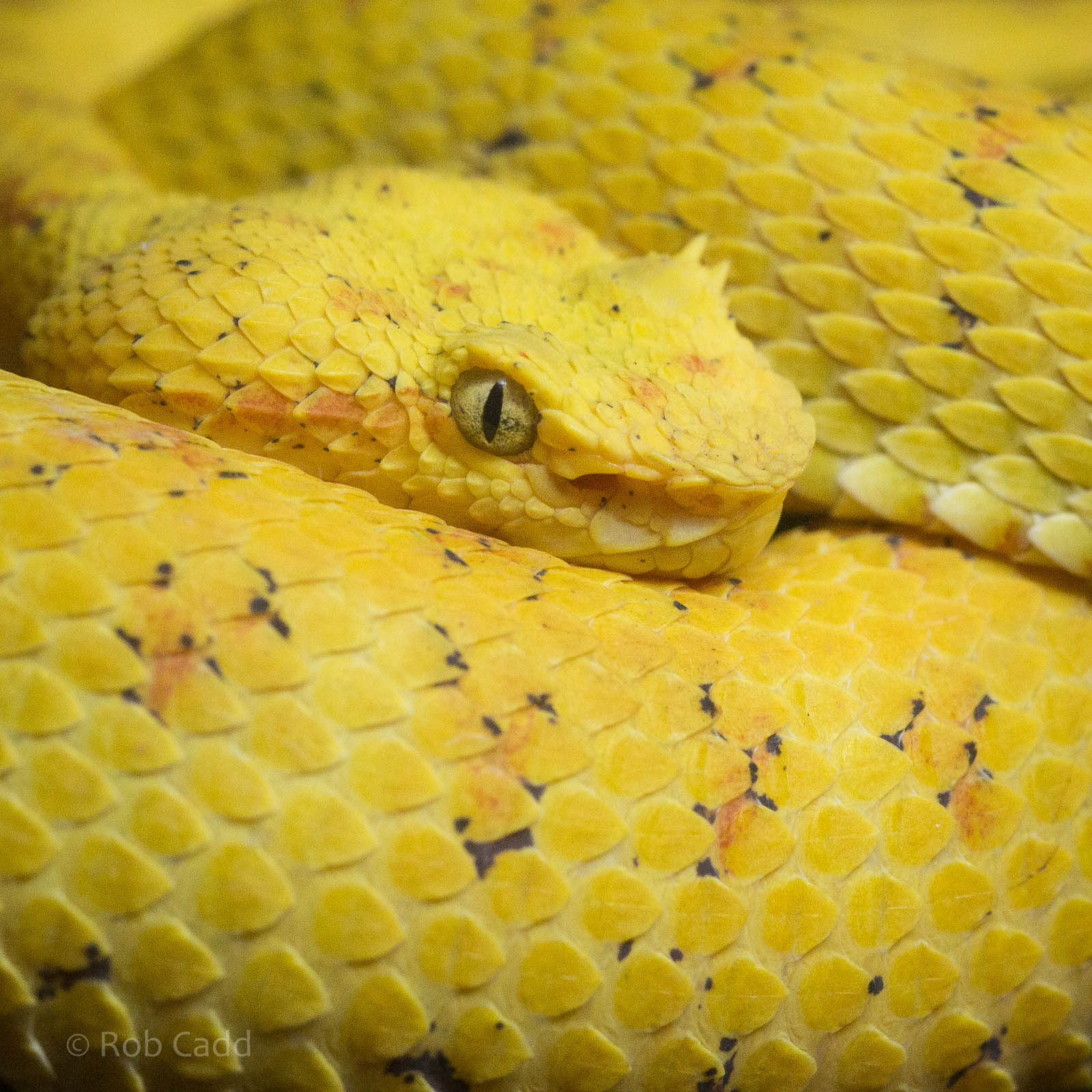 Golden eyelash palm viper : Wingham : 13 Oct 2014