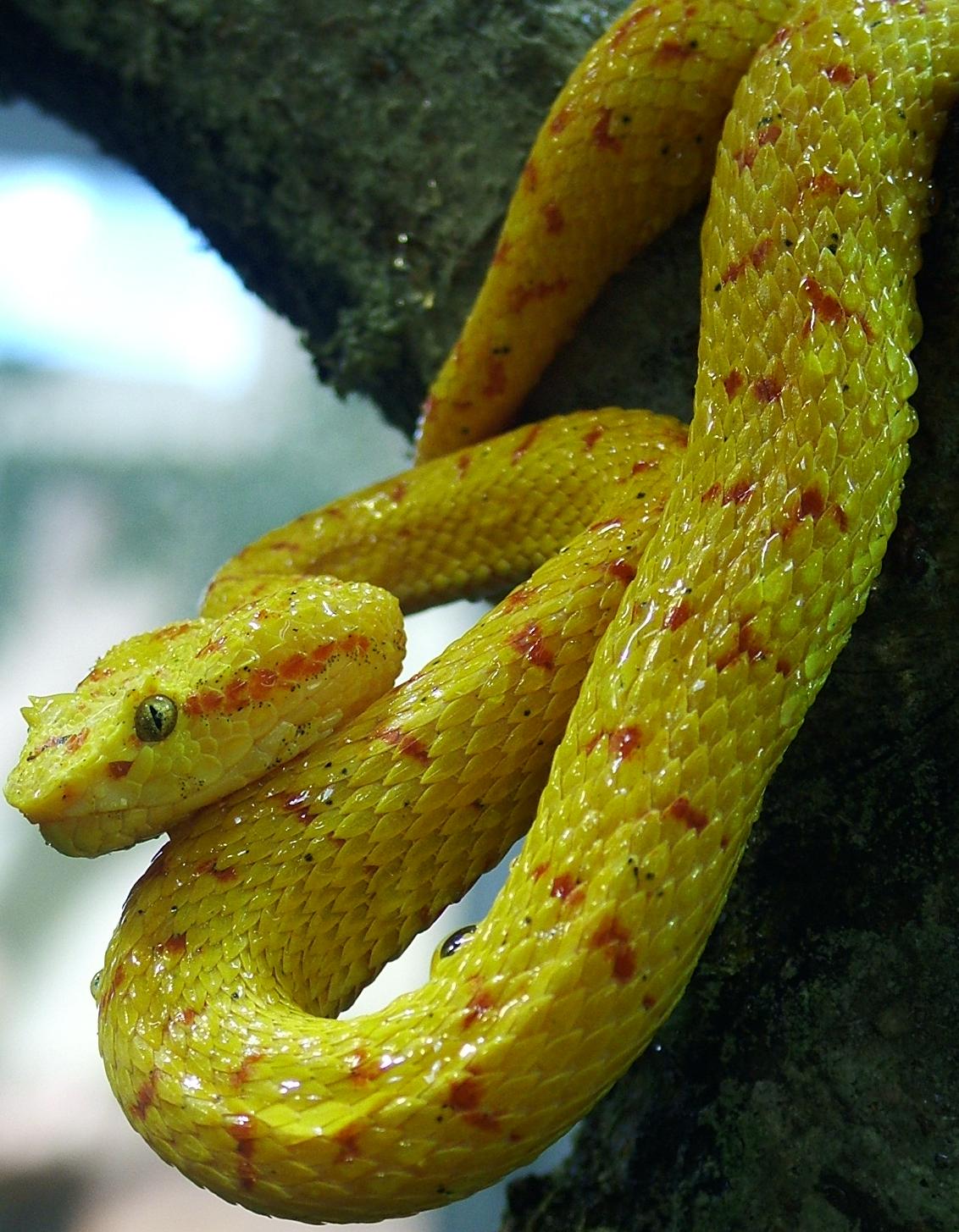 Golden Eyelash Viper