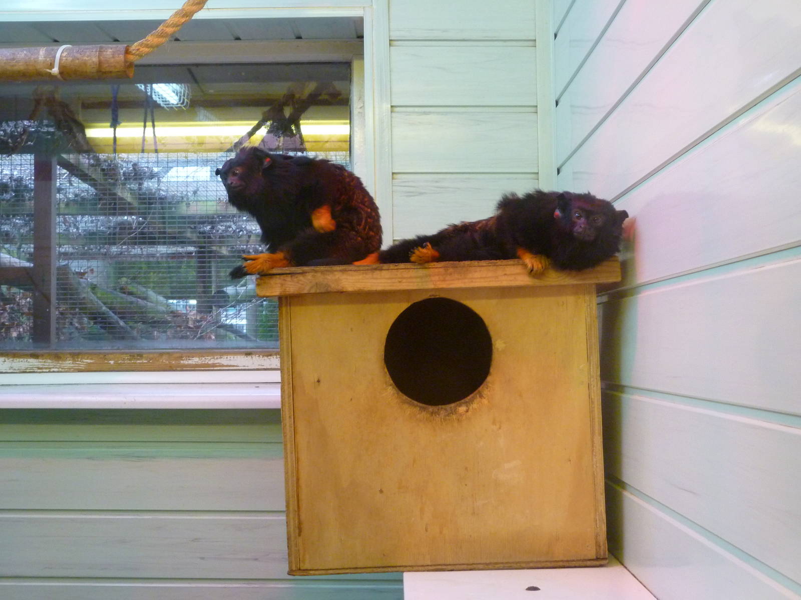 Golden Footed Tamarins?
