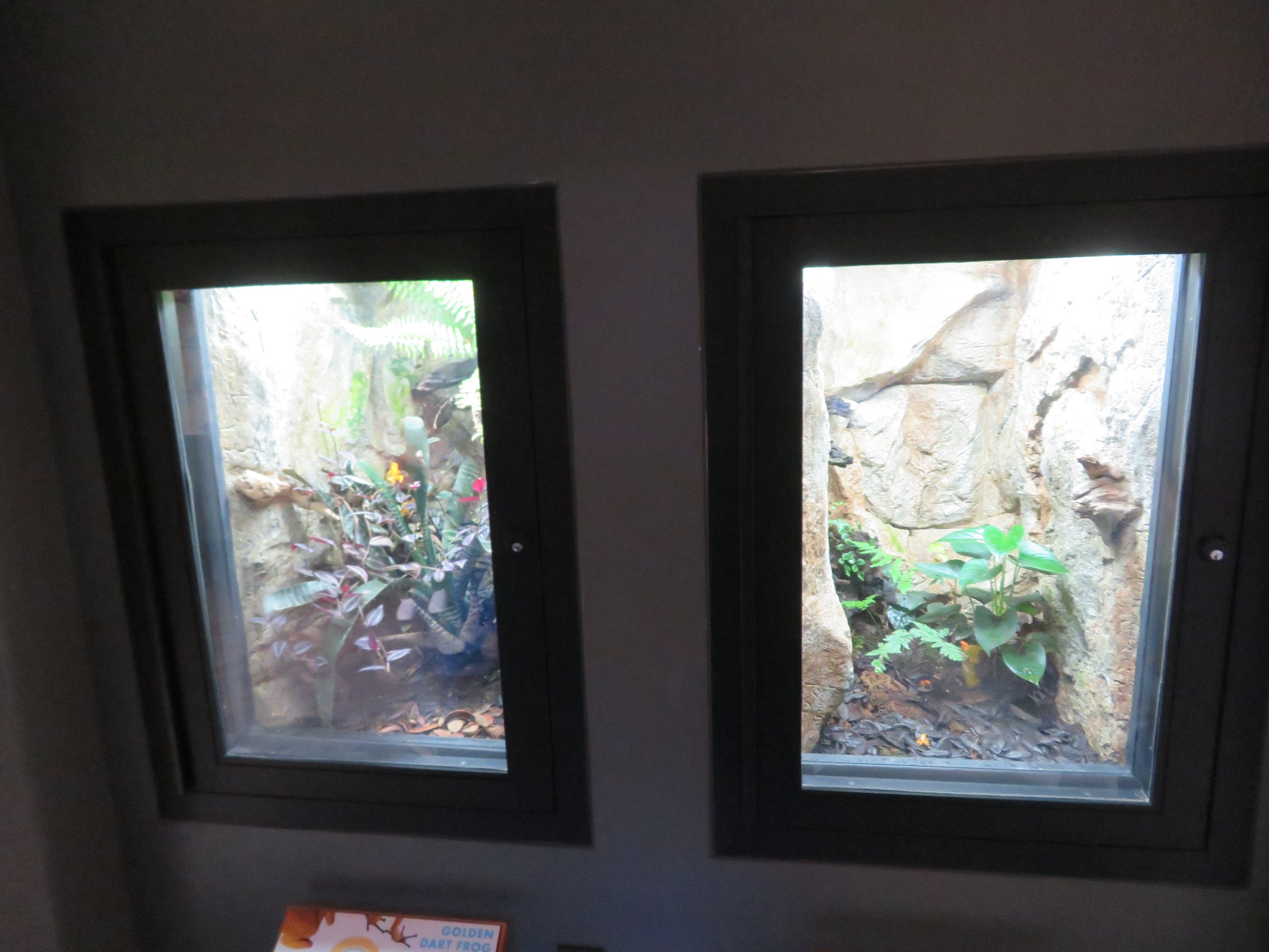 Golden Frog Comparison