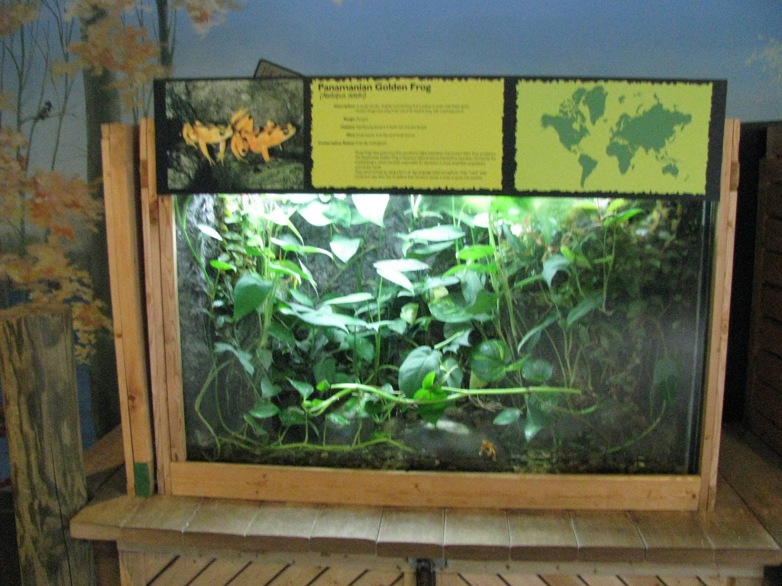 Golden Frog Exhibit