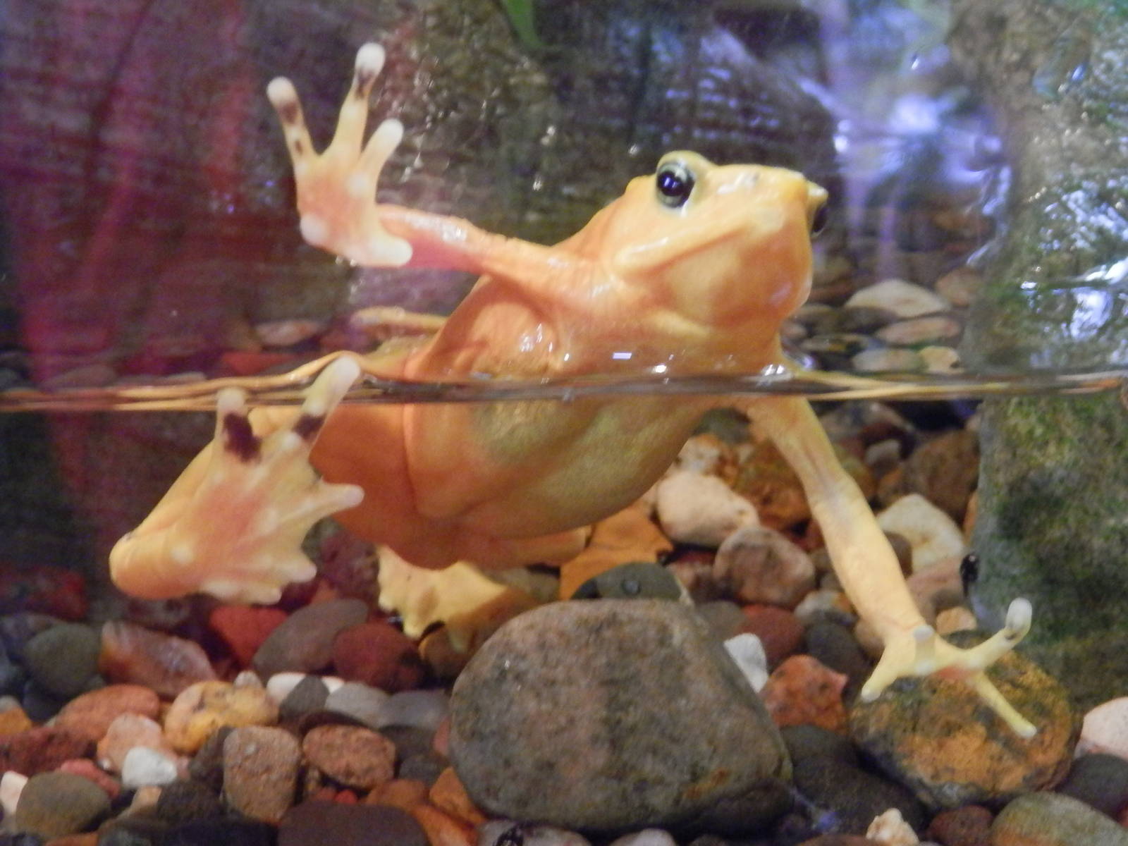 Golden frog