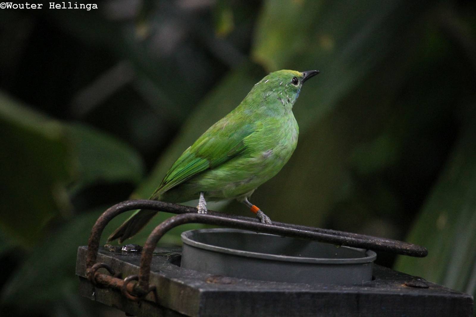 Golden-fronted leafbird - Burgers' Bush