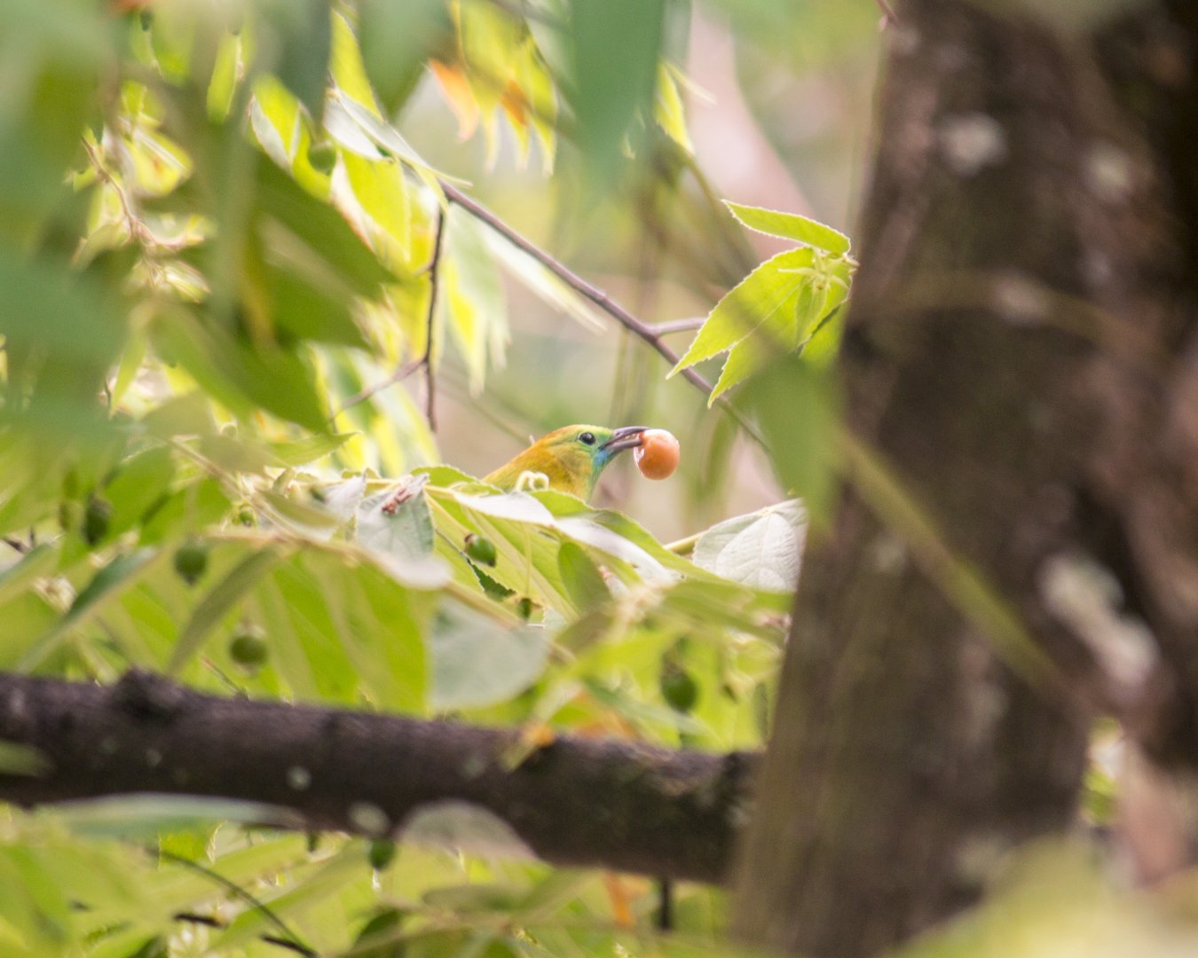 Golden-fronted leafbird, Chloropsis aurifrons