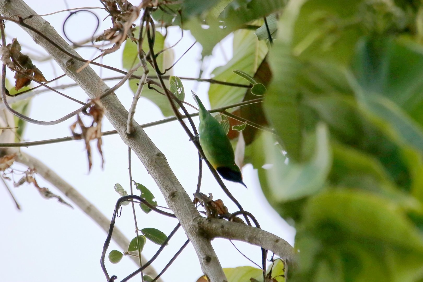 Golden-fronted Leafbird (Chloropsis aurifrons)
