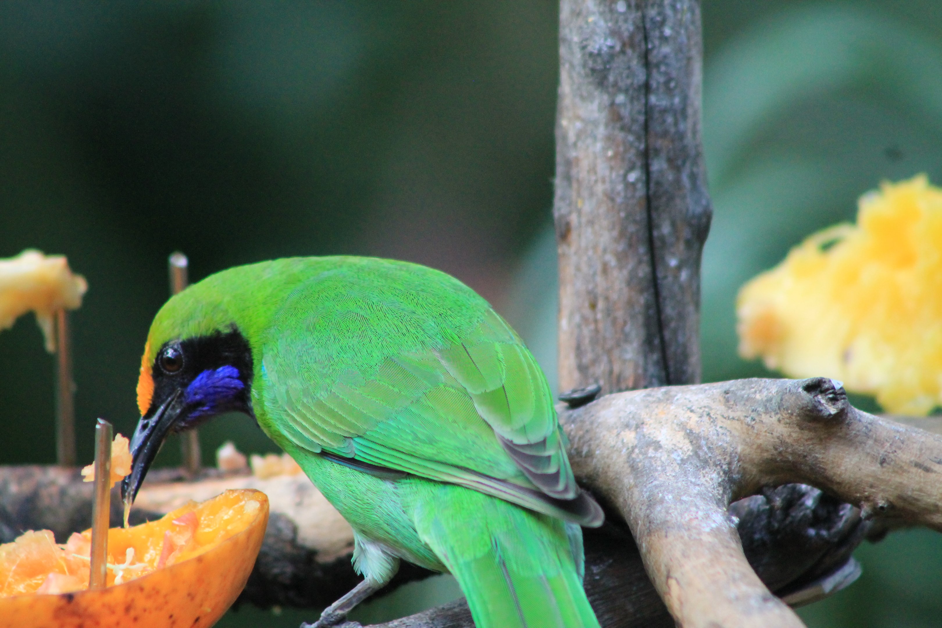 Golden-fronted Leafbird (Chloropsis aurifrons)