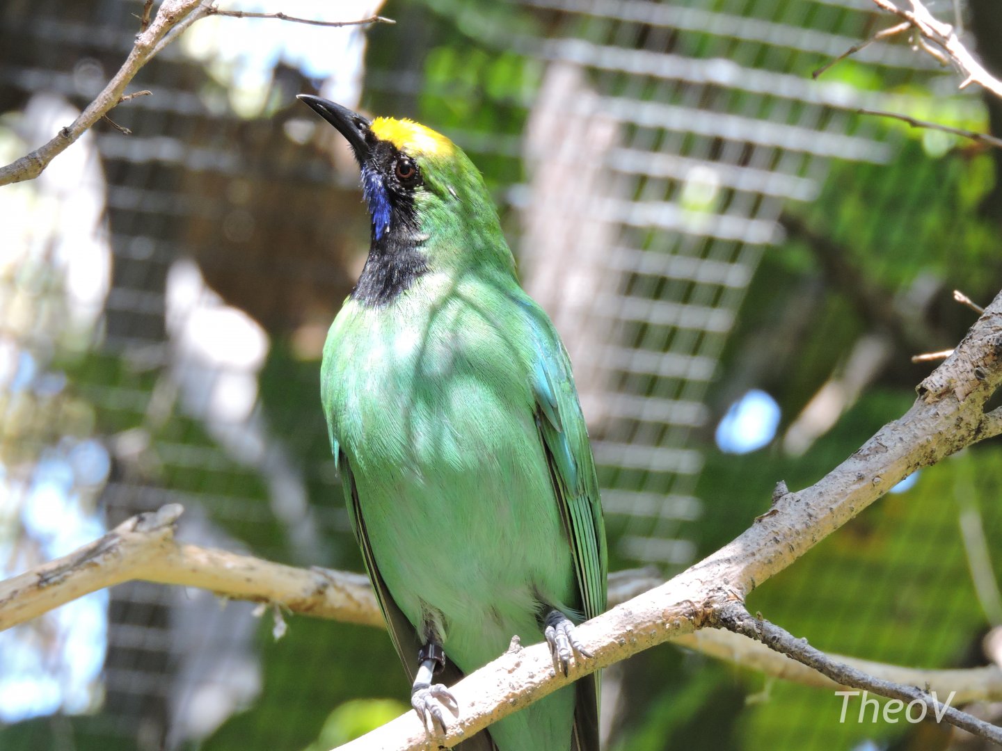 Golden-fronted leafbird - Discovery Outpost [2015]
