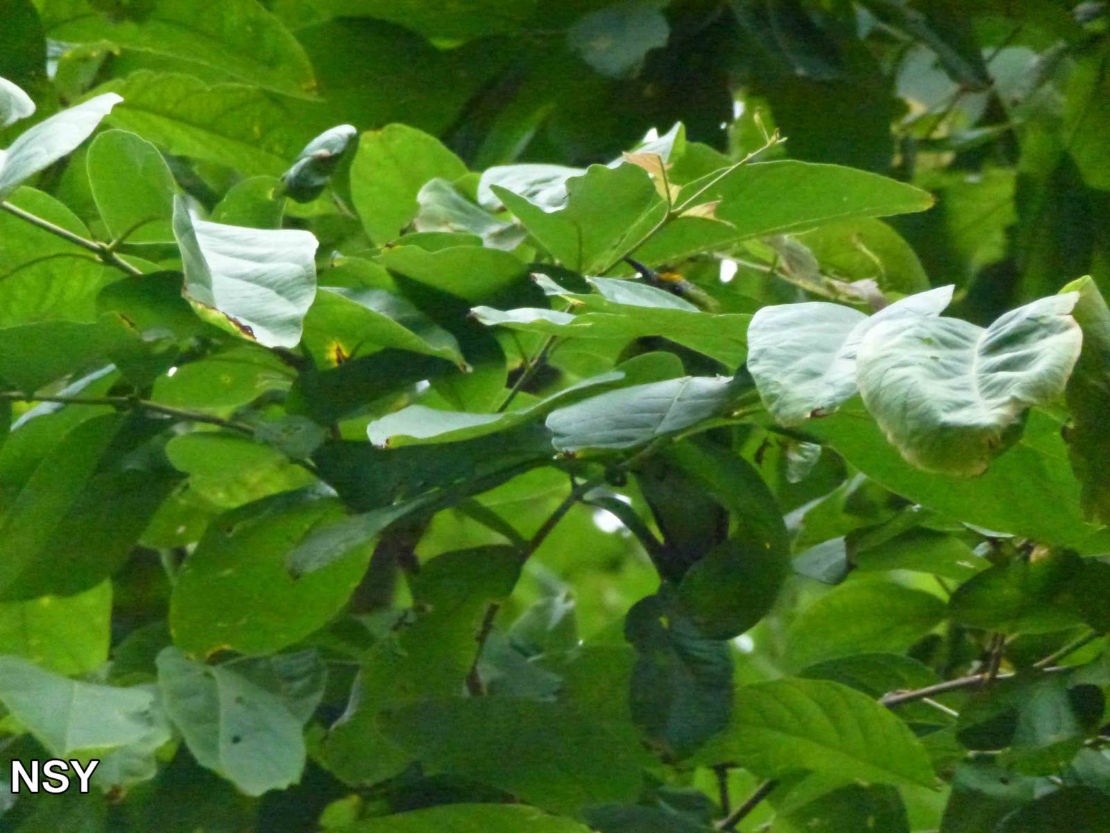 Golden-fronted leafbird, June 2013.