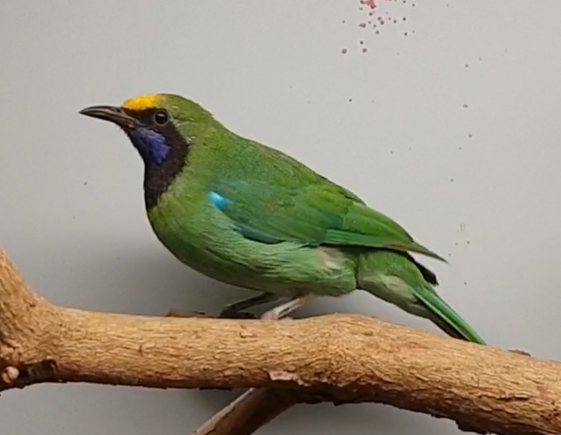 Golden-fronted leafbird - male