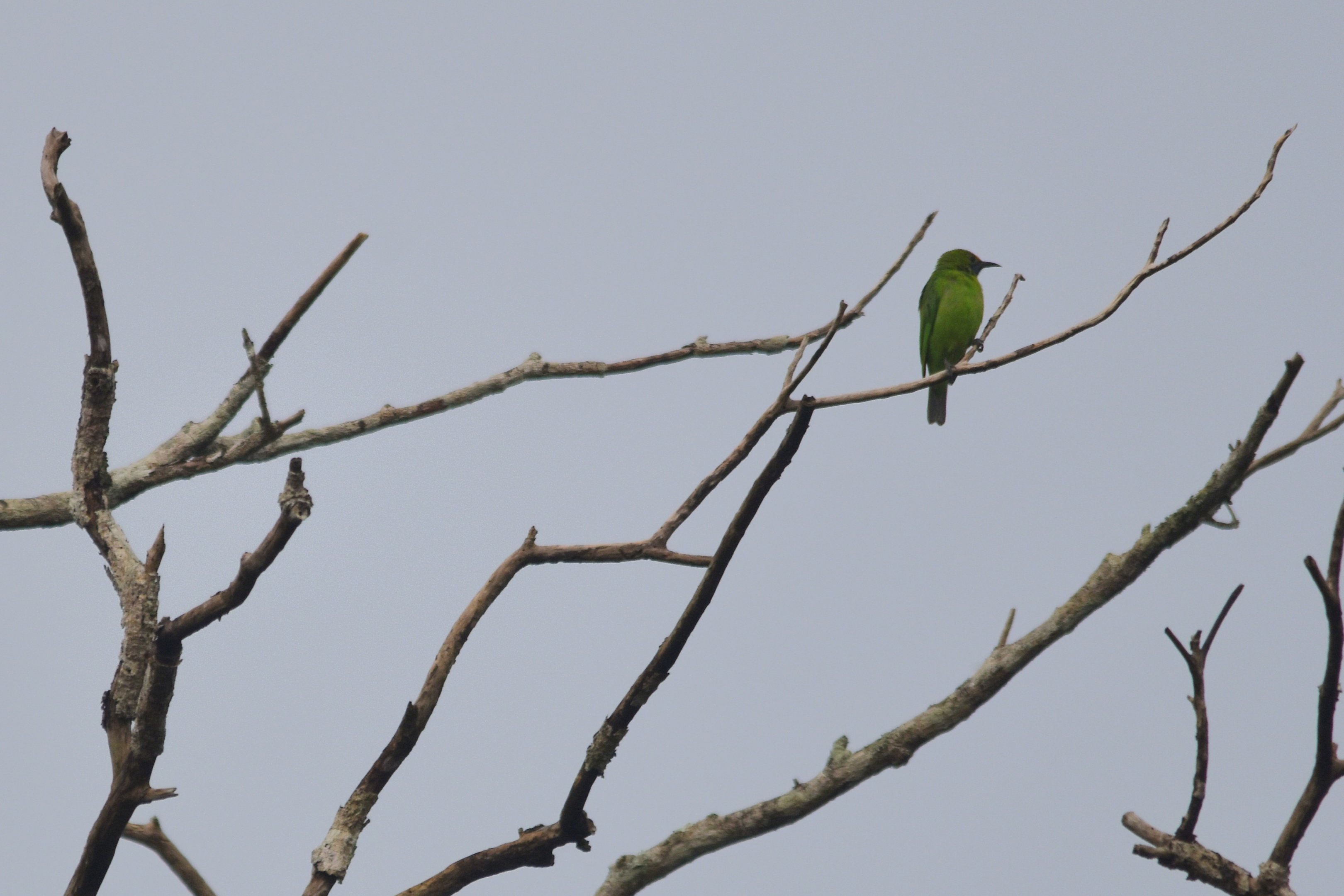 Golden-fronted Leafbird, Nagarahole Tiger Reserve, 20th November 2024