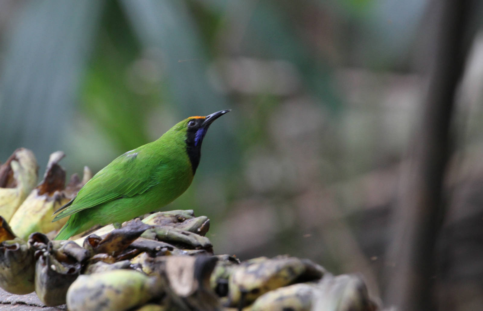 Golden-fronted Leafbird