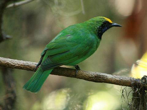 Golden-fronted Leafbird