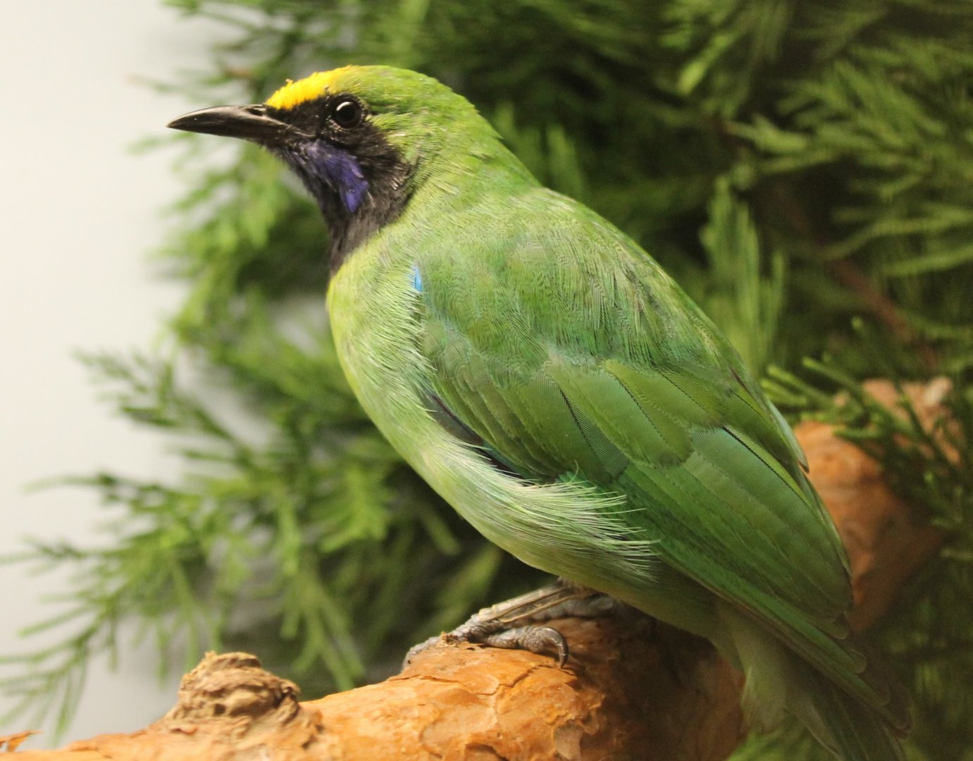 Golden-fronted leafbird