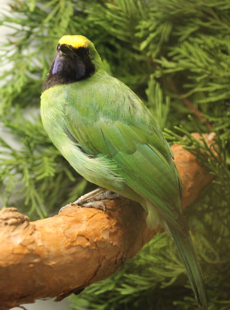 Golden-fronted leafbird