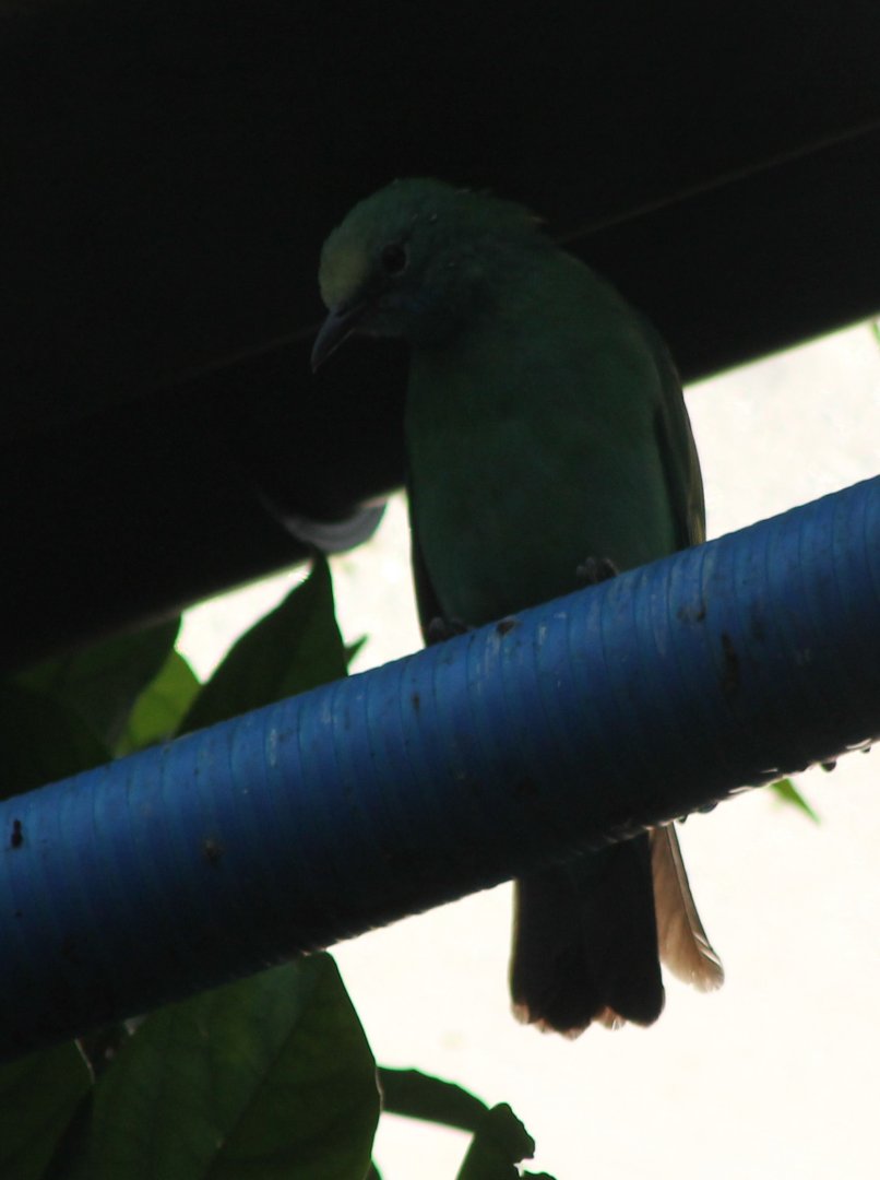 Golden-fronted leafbird
