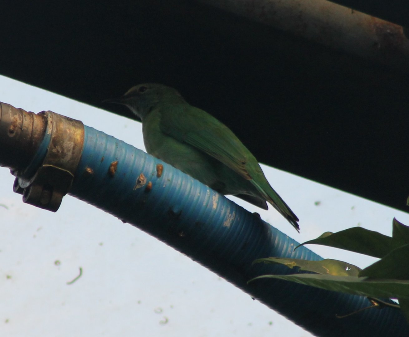 Golden-fronted leafbird