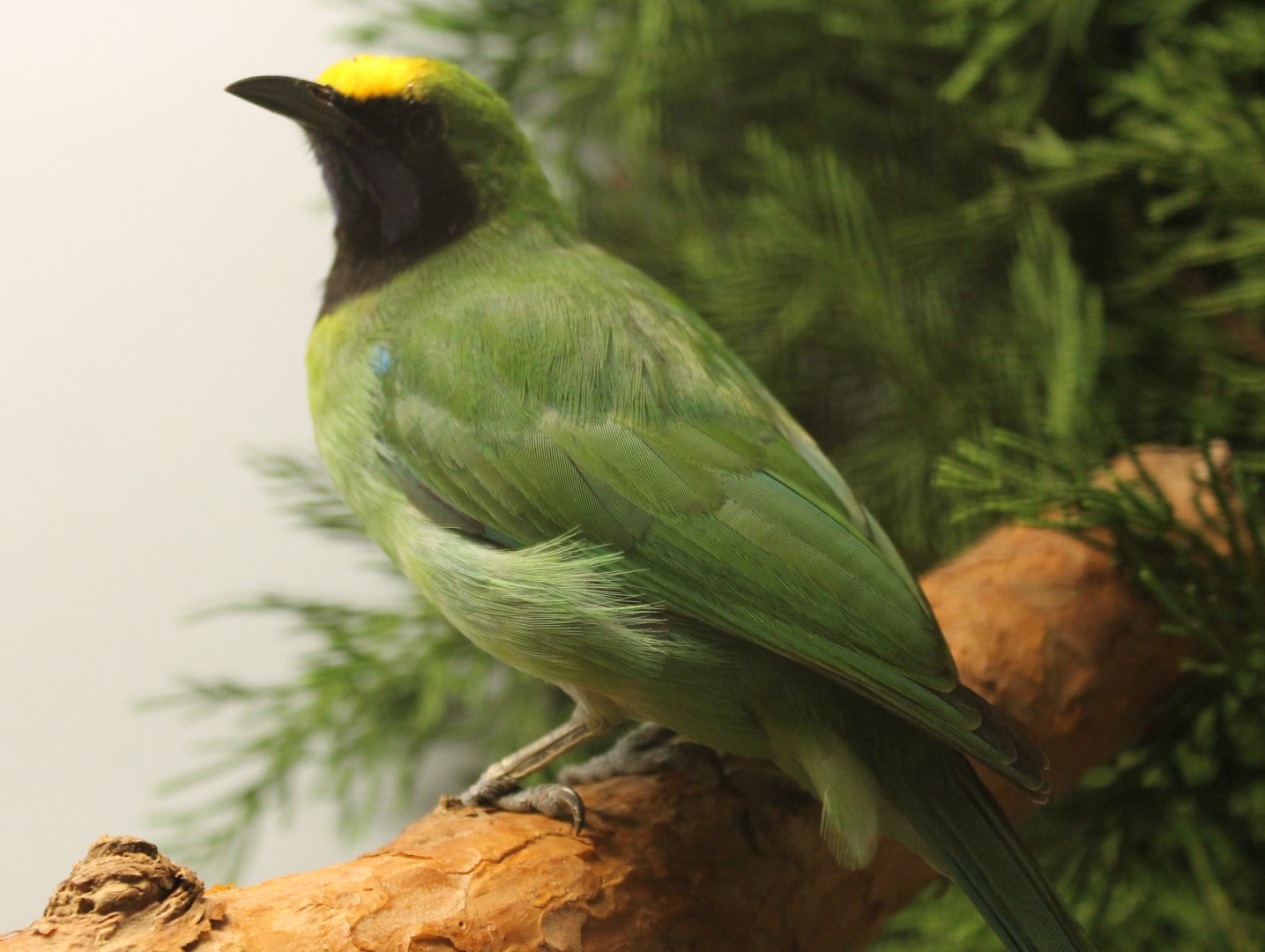 Golden-fronted leafbird