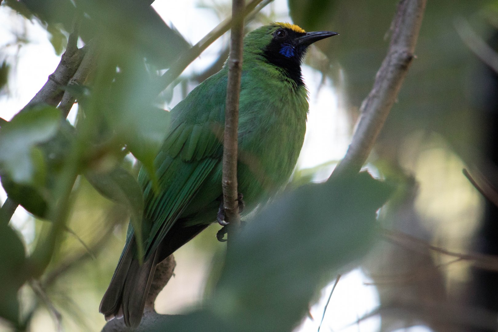 Golden-fronted leafbird