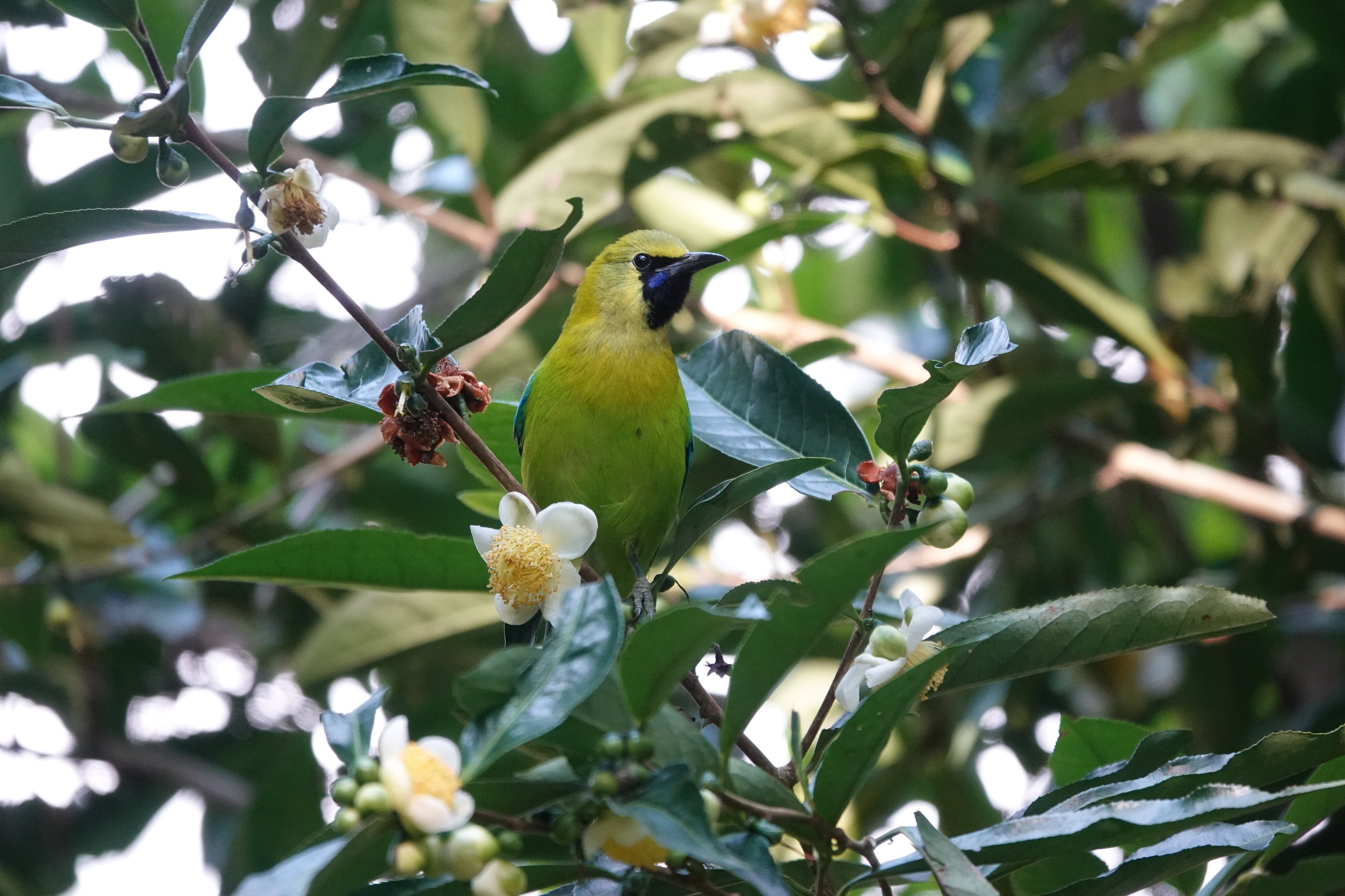 Golden-fronted Leafbird