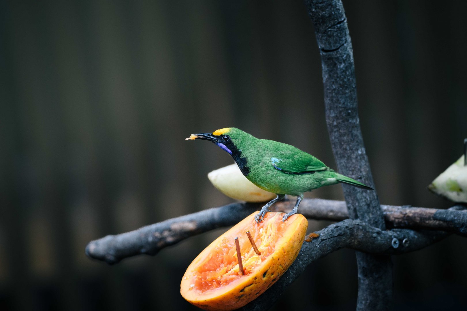 Golden Fronted Leafbird