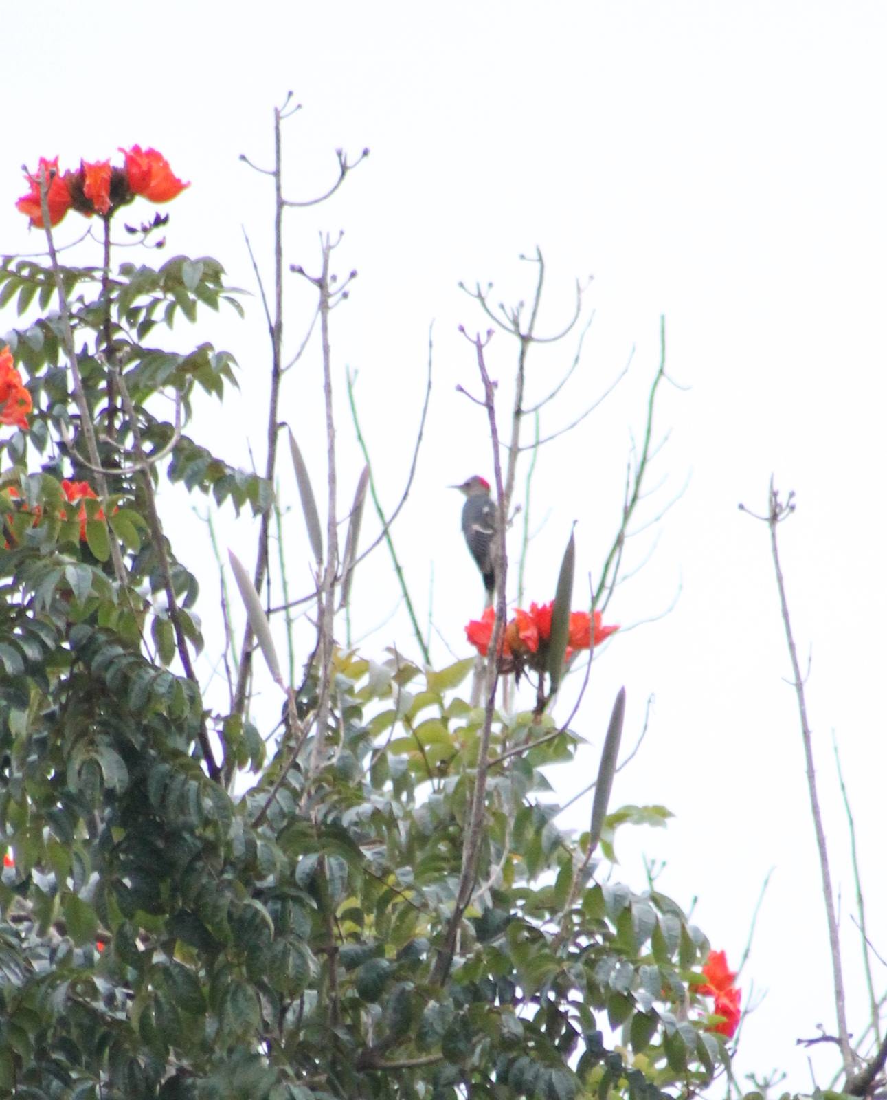 Golden-fronted woodpecker