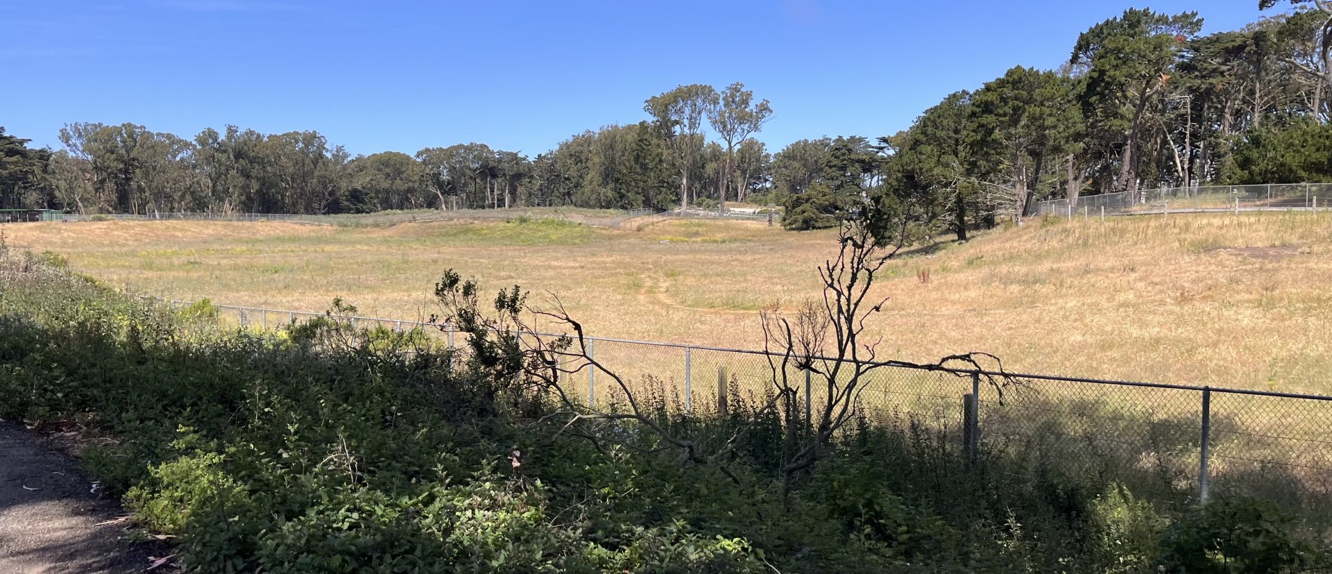 Golden Gate Park Bison Paddock