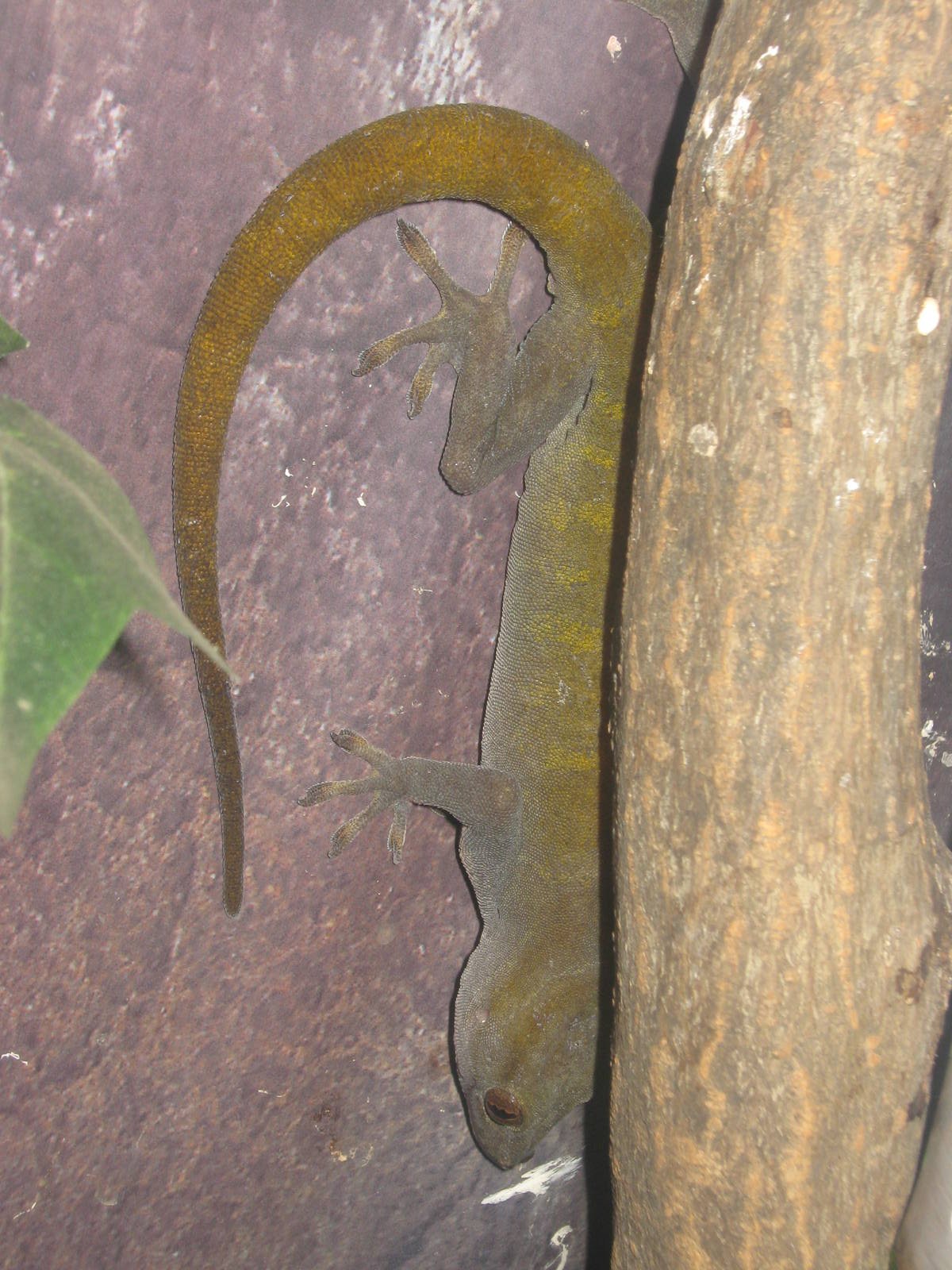 Golden gecko (Gekko ulikovskii)