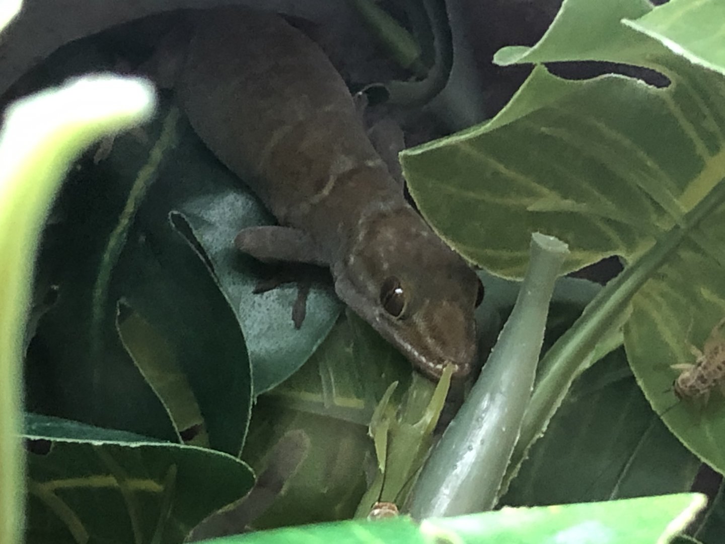 Golden gecko (Petco)