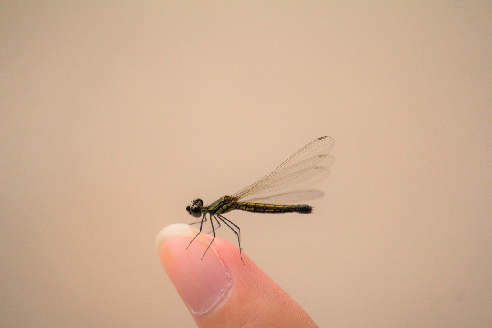 Golden-Gem Damselfly (Libellago lineata)