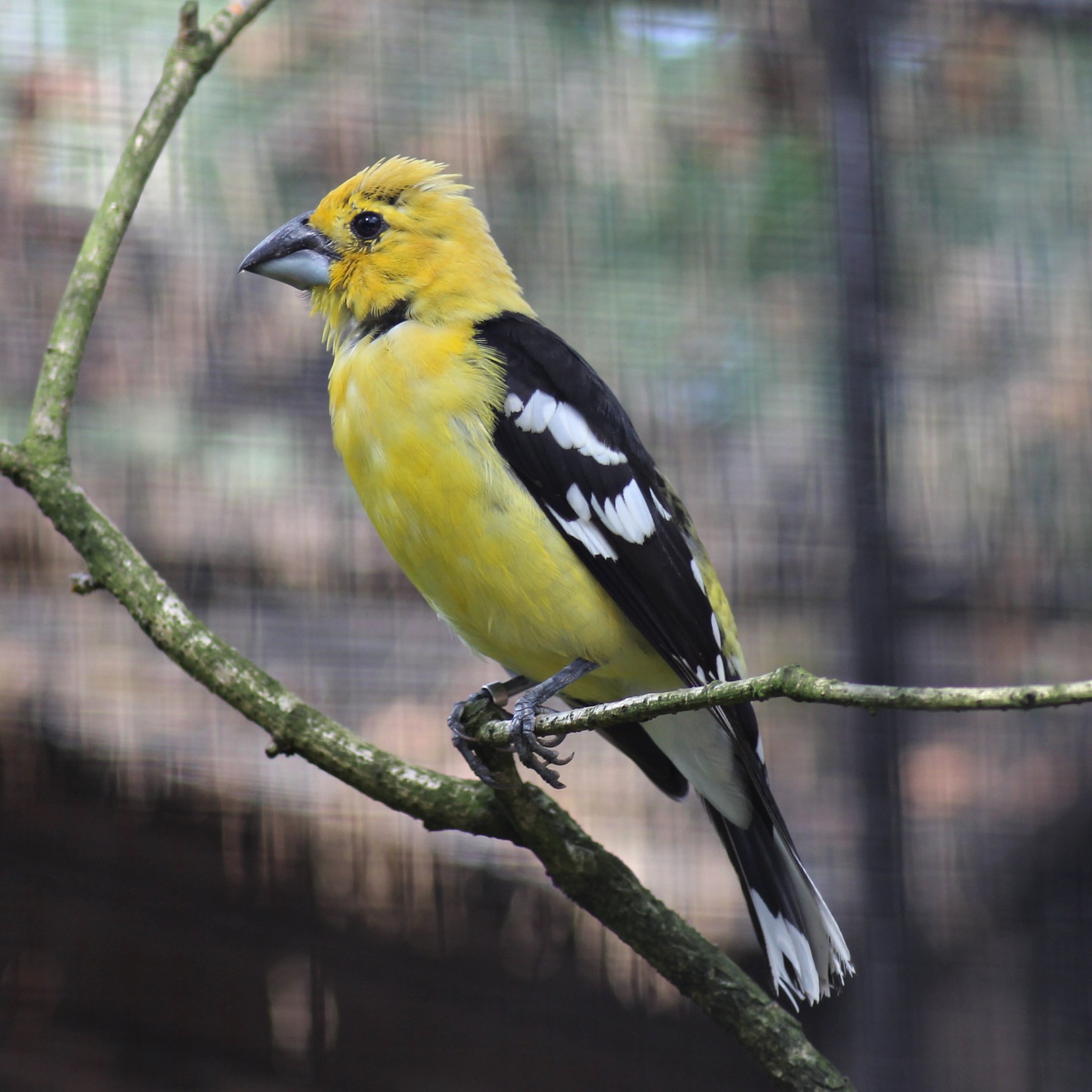 Golden grosbeak (Pheucticus chrysogaster)