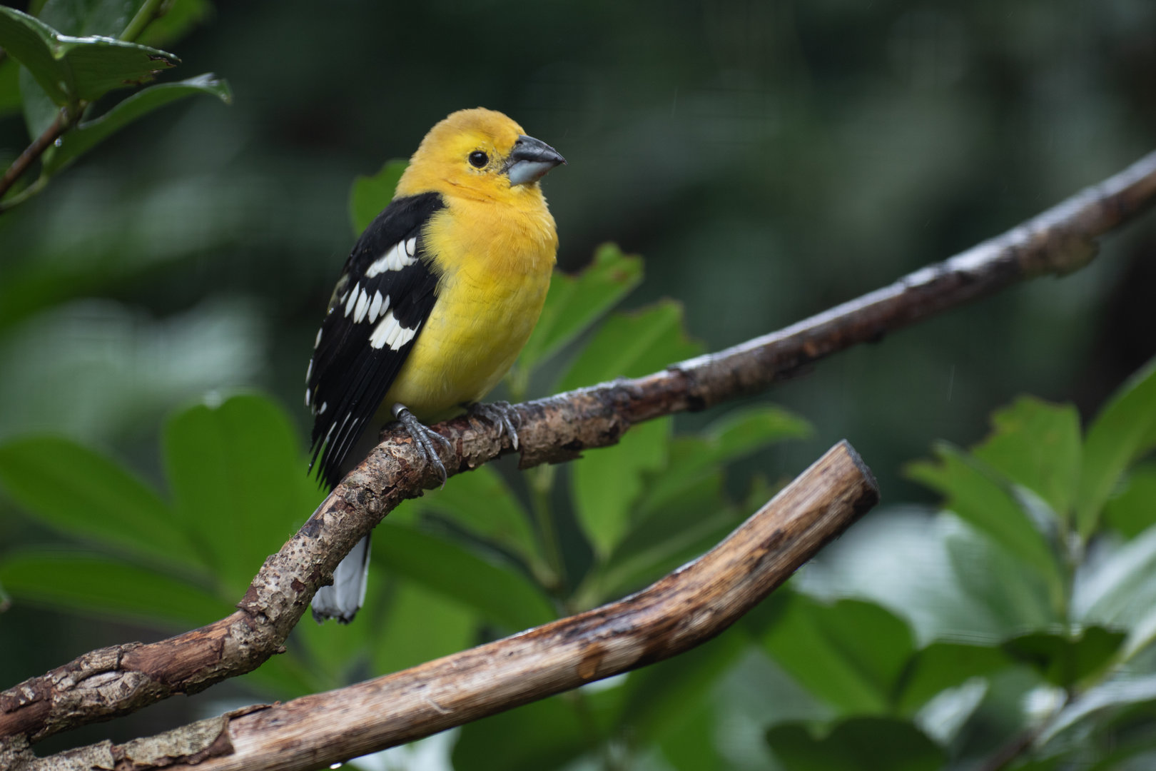 Golden grosbeak (Pheucticus chrysogaster)