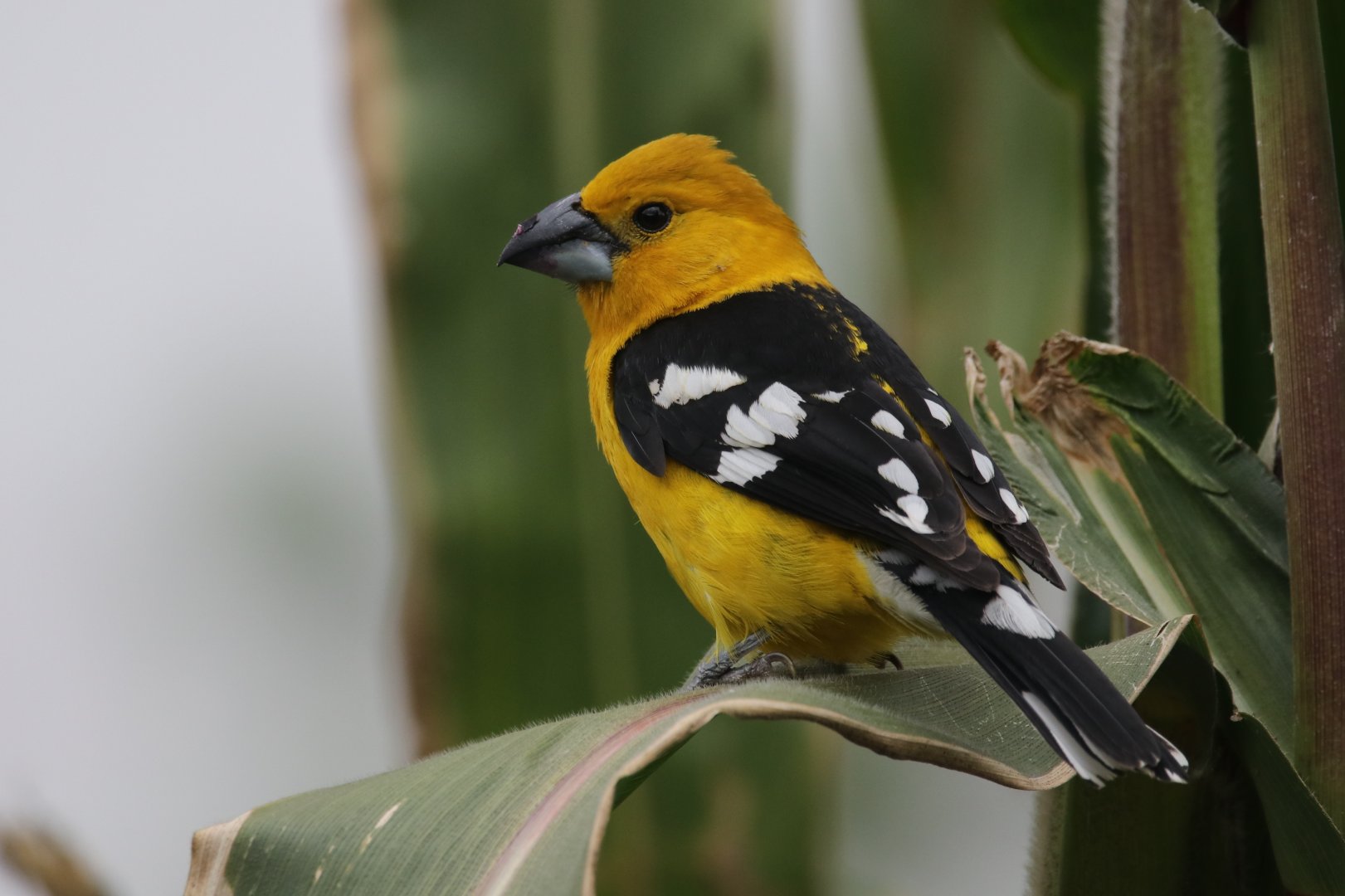 Golden grosbeak